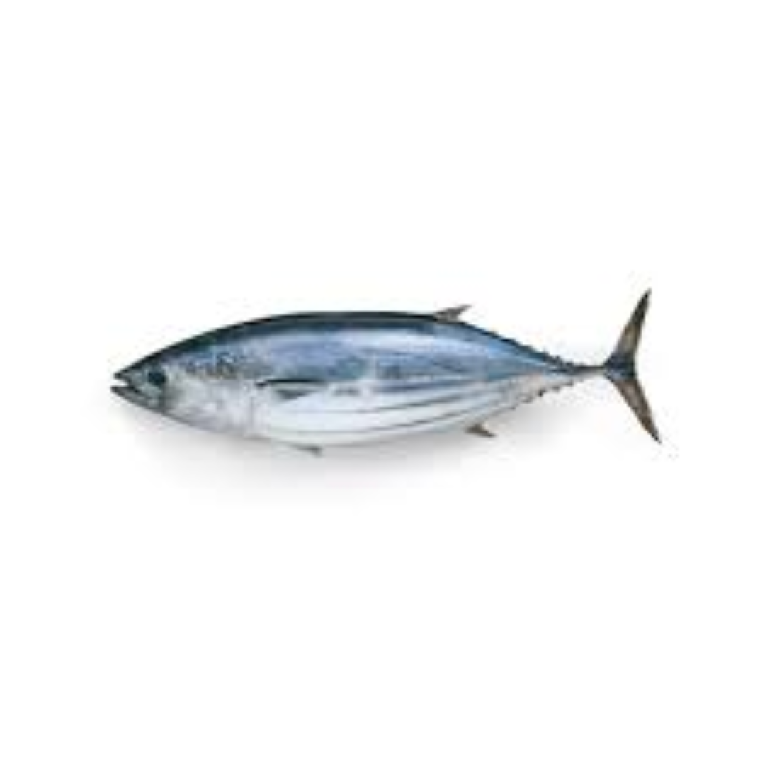 MBL WHOLE TUNA FISH